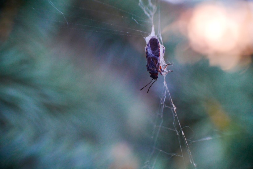 Caught — Fujian 25mm f1.4 C-Mount.jpg