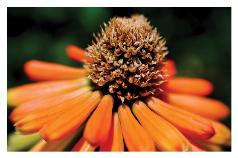 Fujian Macro 1 18x12 Print