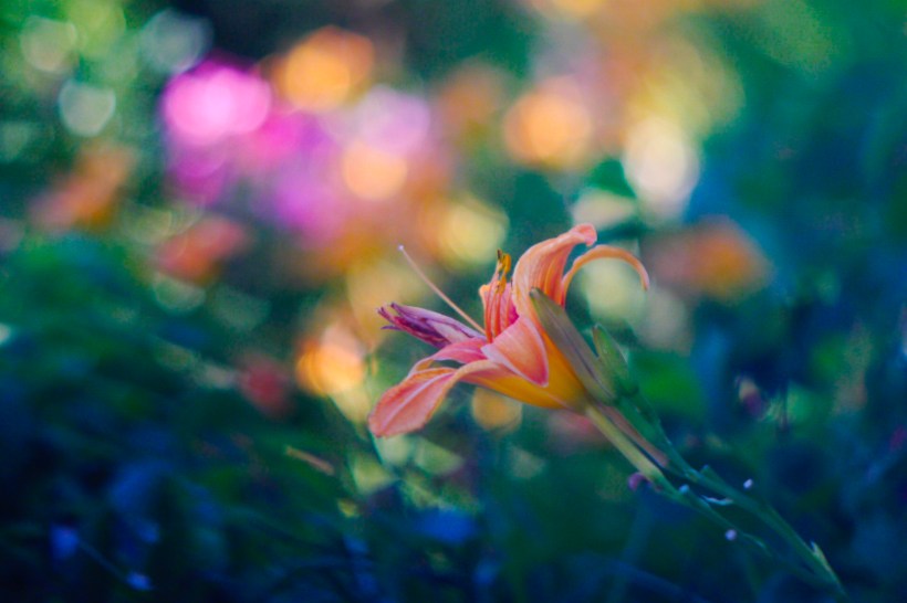 Flower Bokeh – Projector Lens.jpg